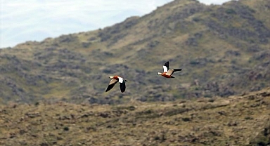 110'dan fazla kuş türüne ev sahipliği yapıyor