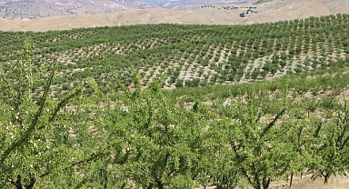 5 yılda 200 bini aşkın fidan toprakla buluştu