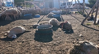Ağıla giren kurt 8 koyunu telef etti