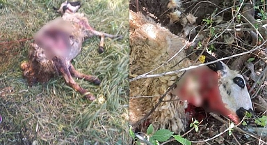 Başıboş köpekler dehşet saçtı!