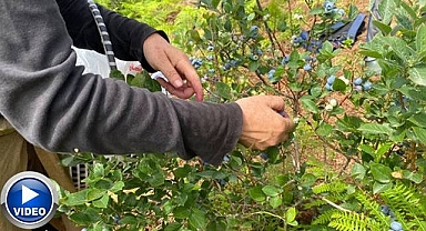 Beklenen yaban mersini hasadı başladı