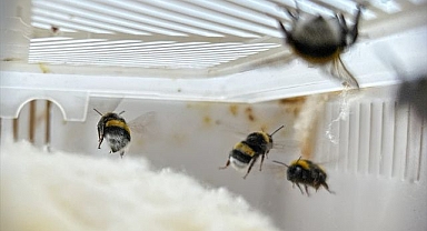 'Bombus' arıları üretimi artıracak