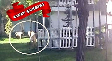 Bu iş ‘başıboş’luğa gelmez!