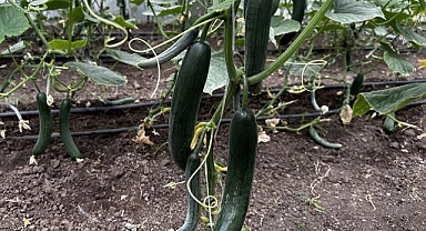 Bu sezon 5 bin ton verim bekleniyor