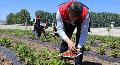 Çilek yetiştirmeyi öğretiyorlar