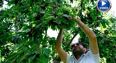Dalları kiraz bastı! Üreticinin yüzü gülmeye başladı