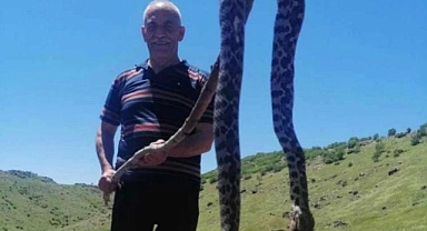 Dev yılan görenleri şaşırttı
