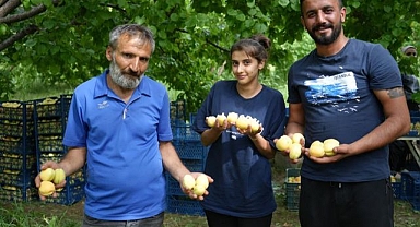 Doğu'nun Çukurova'sında 'sarı altın' hasadı