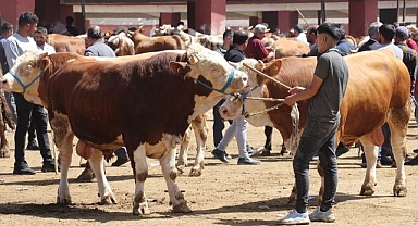 Doğuda kurbanlıklar görücüye çıktı