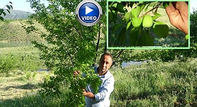 Erik ağacında yetişen kayısı şaşırttı