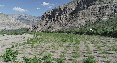 Erzurum'un örnek dut bahçesinden tonluk üretim