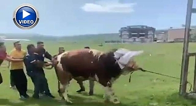 İpini koparan boğa dehşet saçtı