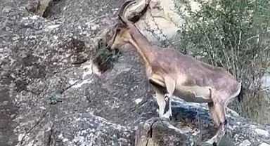Kayaların usta tırmanıcıları doğaseverlerin radarında