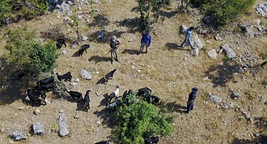 Kaybolan sürüyü dron buldu