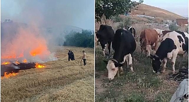 Korkutan yangın sonrası hayvanlar tahliye edildi