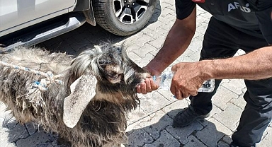Kurbanlık keçiyi AFAD kurtardı
