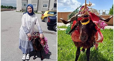 Kurbanlık koçlar gelinler için süslendi