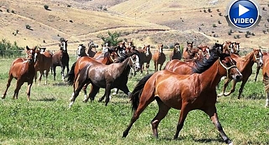 Milyonluk taylar görücüye çıkıyor