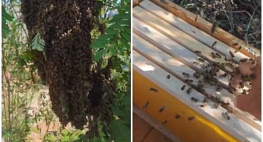 Oğul veren bal arılarını elleriyle topladı