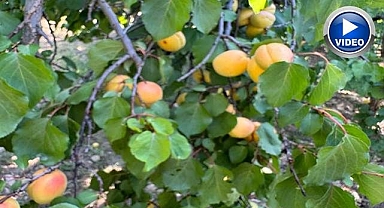 'Sarı altın' hasadı başladı