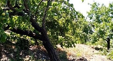 Şiddetli rüzgar ağaçları yerinden söktü