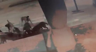 Sokak köpekleri yine dehşet saçtı!