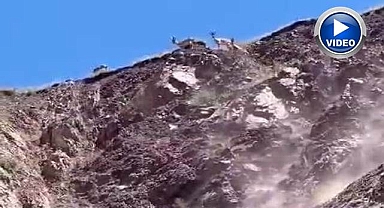 Sürü halinde görüldüler