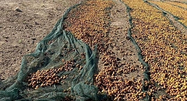 Tonlarca kayısıyı çöp ettiler