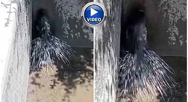 Türkiye'de nadiren görülüyor