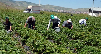 Üreticiler çilek hasadına başladı
