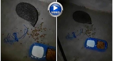 Vatandaşın kirpi ile dostluğu gülümsetti
