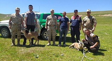 Yaralı yaban keçileri koruma altında