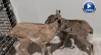 Yavru yaban keçilerinin süt kardeşliği