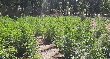 11 bin kök kenevir ele geçirildi