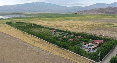 Ağrı Dağı eteklerinde kayısı hasadı