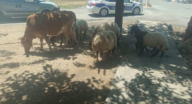 Başıboş hayvanların sahiplerine ceza yağdı