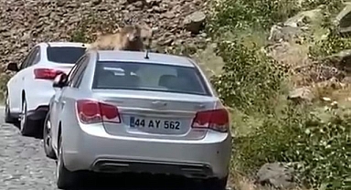 Bu kez yol kesip arabaların üstüne çıktı