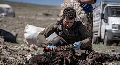 Erzurum yaylalarında imece usulü koyun kırkımı