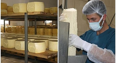 Günlük 20 ton süt, kaşar peynirine dönüşüyor