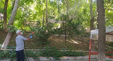 Haşere ile mücadele sürüyor