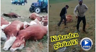 Hayvanların üzerine yıldırım düştü!