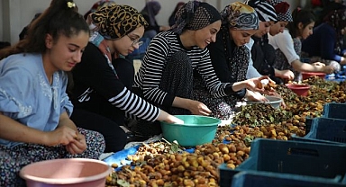 Kayısı mesaisinde ter döküyorlar