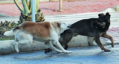 Köpek ısırma vakaları yaz aylarında arttı