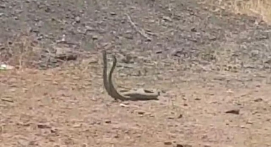 Köyün ortasında böyle dans ettiler!