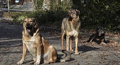 Sahipsiz saldırgan köpekler uyutulacak