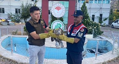 Yaralı halde bulunmuştu! Koruma altına alındı