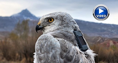 13 kuş uydu vericisiyle takipte!