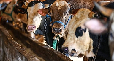 2025 yılı vekaletle kurban kesim bedeli belli oldu