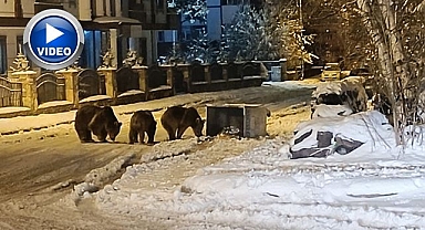 Acıkan ayılar ilçeye indi!