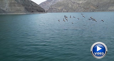 Angıt kuşları, Tortum Gölü'nde